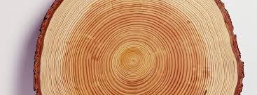 Характеристики древесины